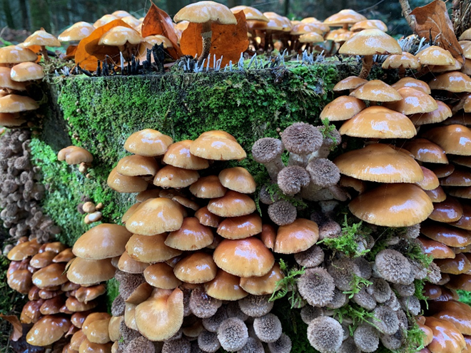 Pilz1.jpeg